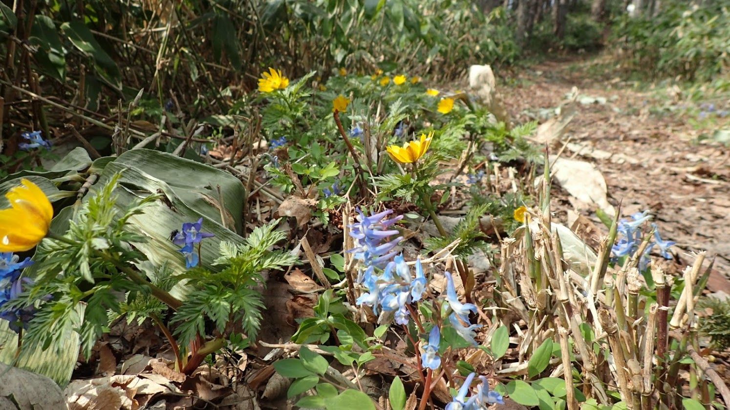 馬追の丘でフクジュソウ | 北海道 登山日和 花日和 - 楽天ブログ
