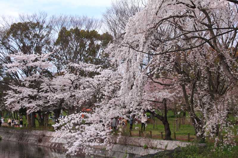 万博記念公園_002水澄ましの池.jpg