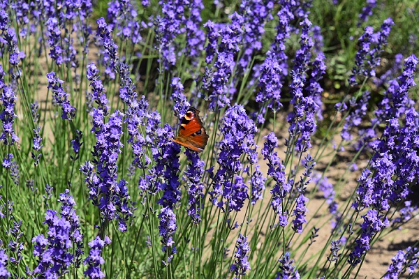 ラベンダーに蝶が