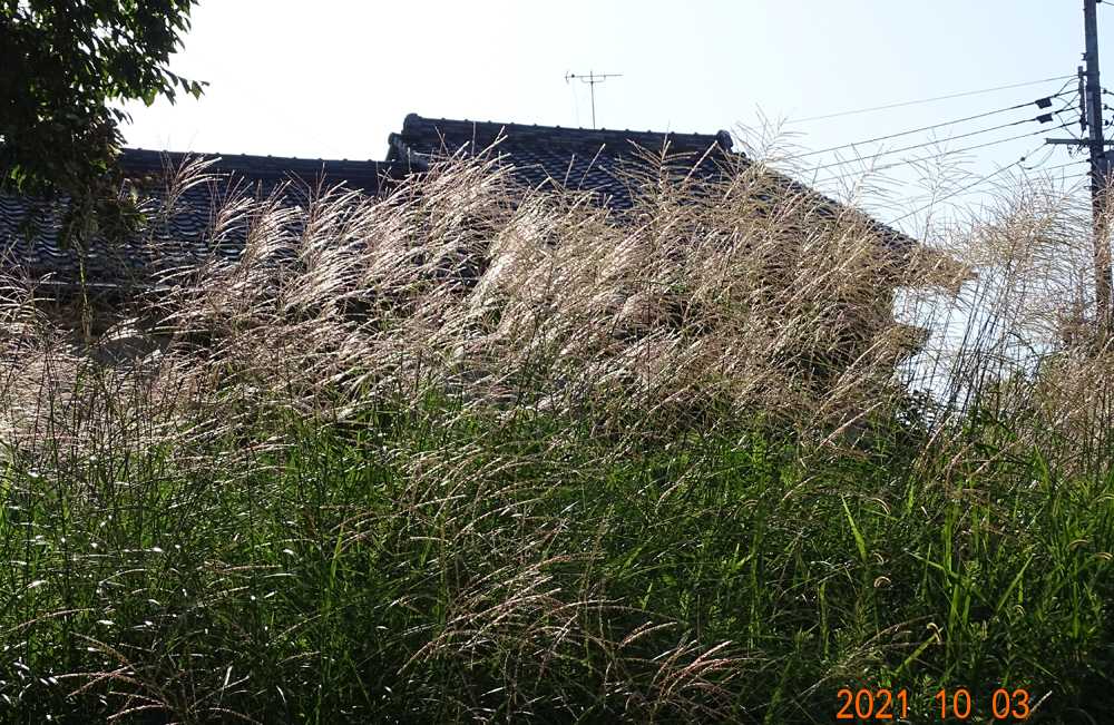 新着記事一覧 Minasigoハッチとひなたぼ っこ 楽天ブログ