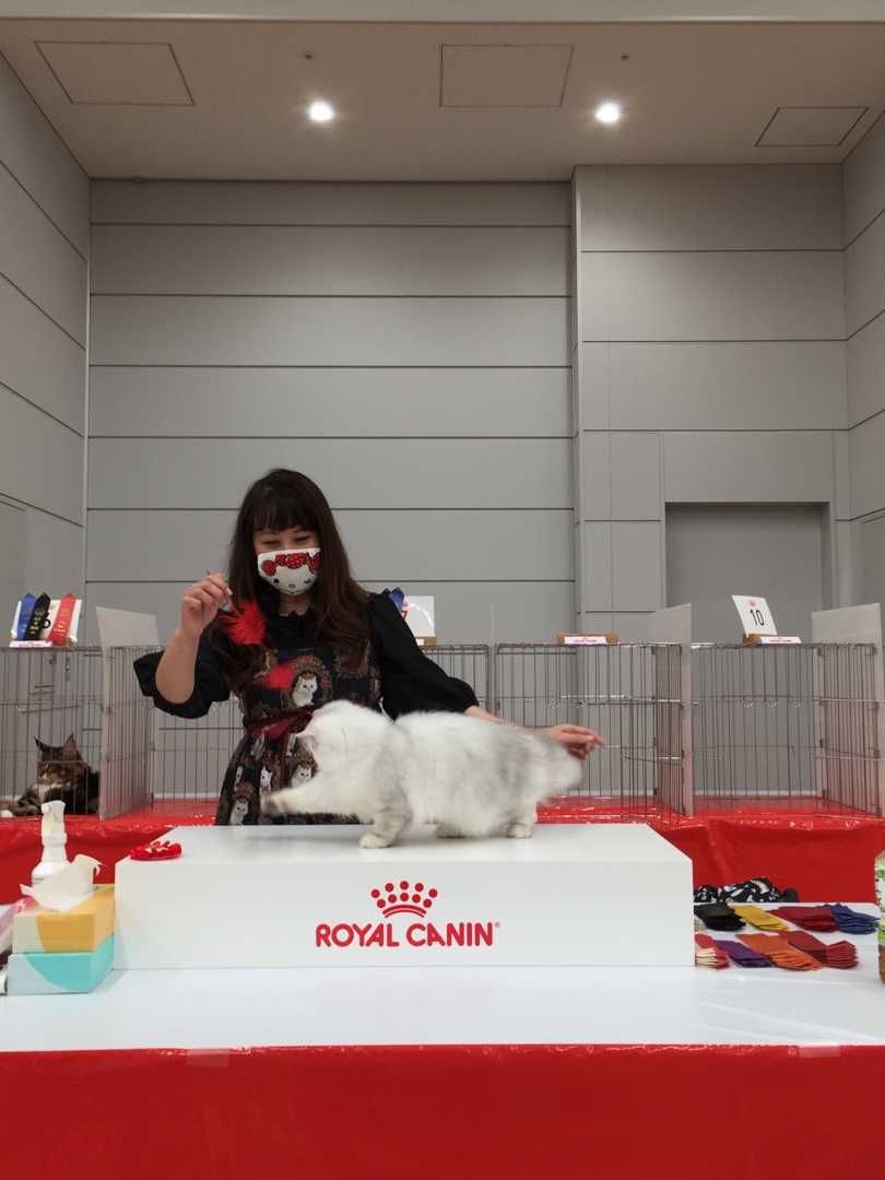 CFA JAPAN REGIONAL CAT SHOW Cattery PETITANGEのブログ 楽天ブログ