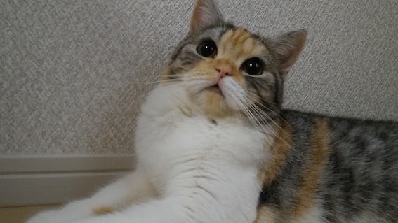 totot.jpg