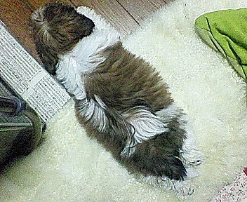 ラン