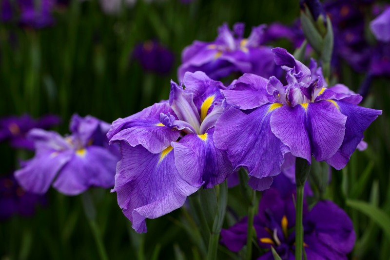 花菖蒲色々_09.jpg