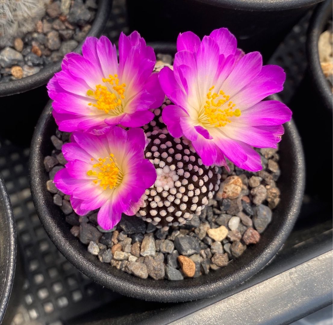 ルエッティにやきやきもきもき | わたしとサボテンの日々 - 楽天ブログ