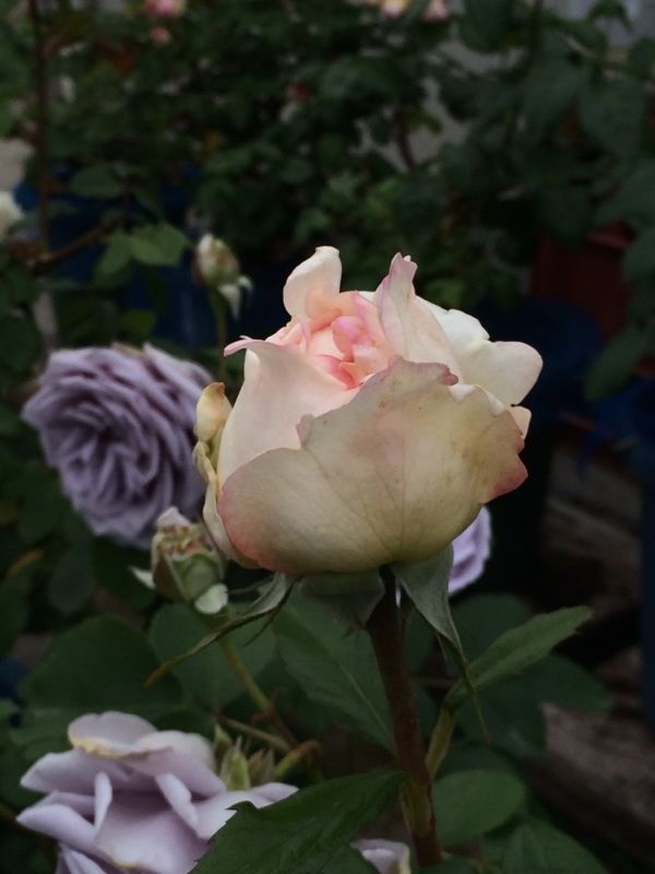 rblog-20140514111850-03.jpg