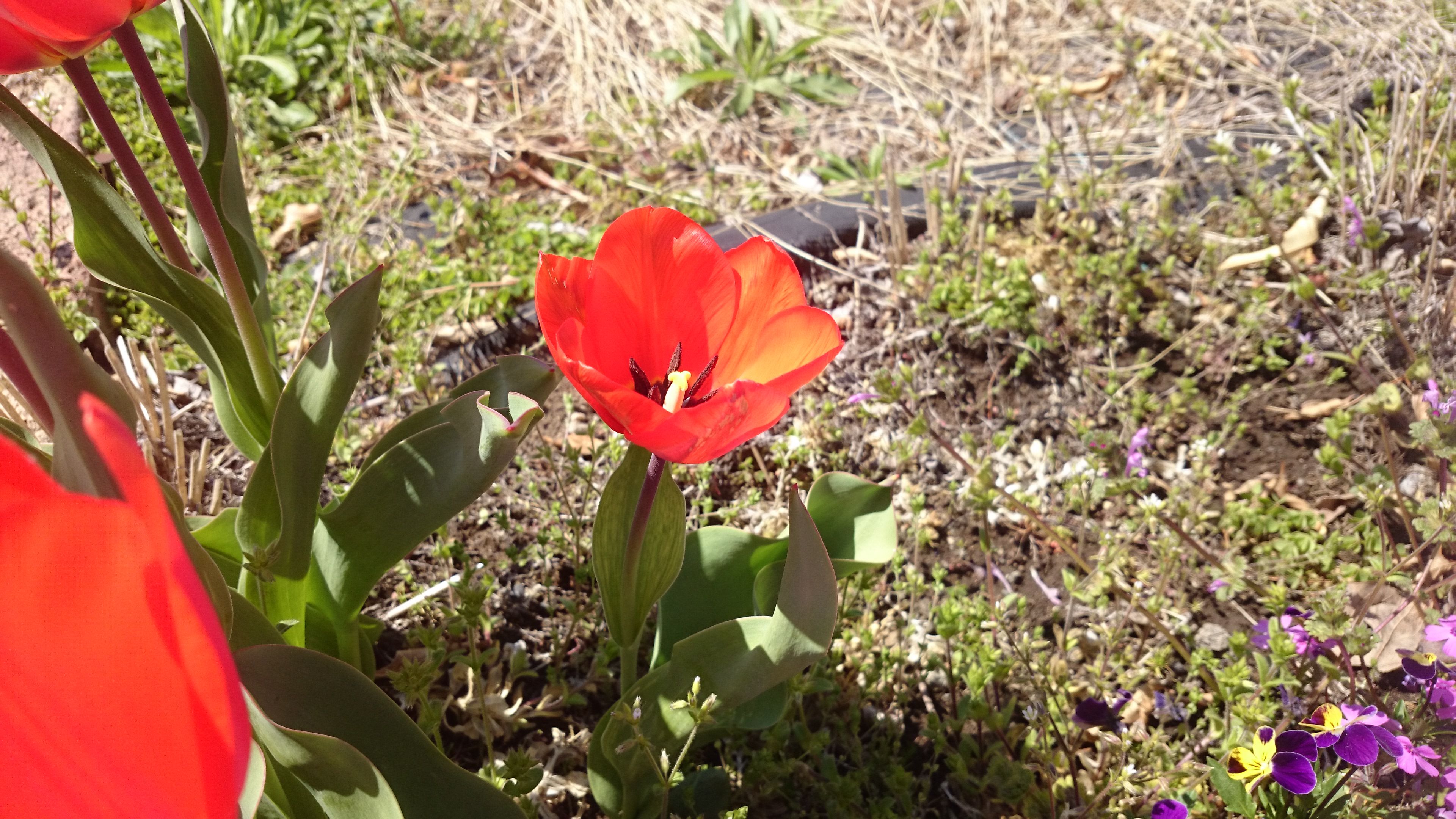 10年目 植えっぱなしの改良種チューリップが今年も咲きます 衝動買いなんてしません 楽天ブログ