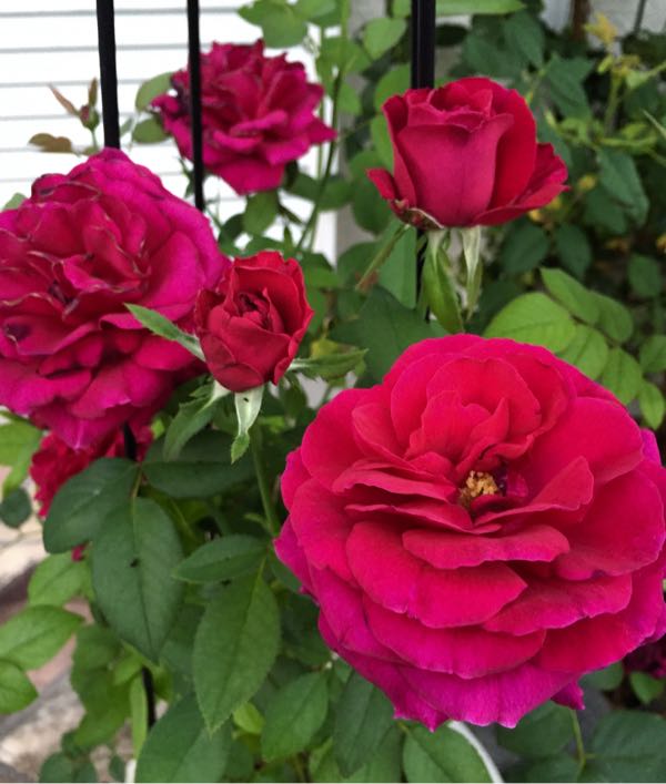 rblog-20160801233609-03.jpg
