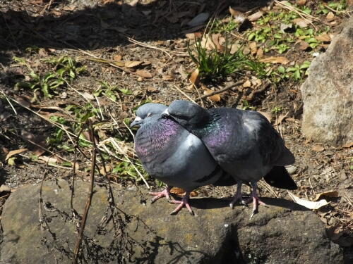 仲良し鳩