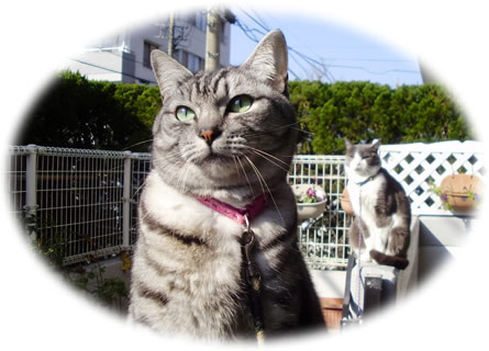 ベランダで、になたぼっこ中