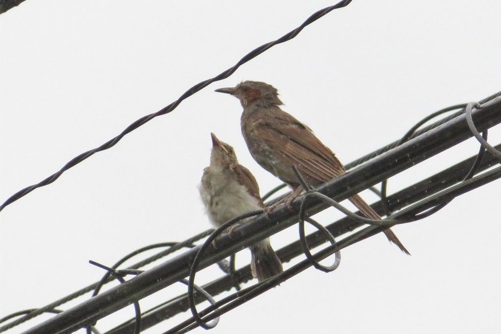 ヒヨドリの子育て 幼鳥と親鳥 モズの高鳴き おまけ ツクツクボウシ 大分金太郎の花鳥蝶月 楽天ブログ