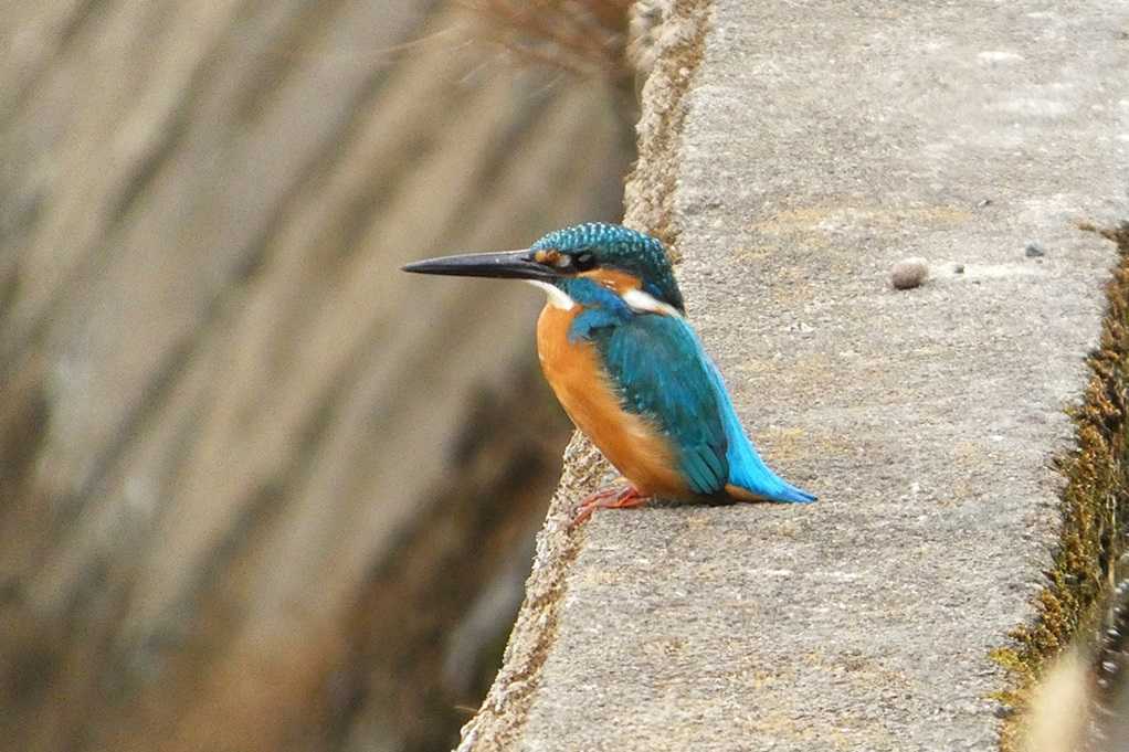 515