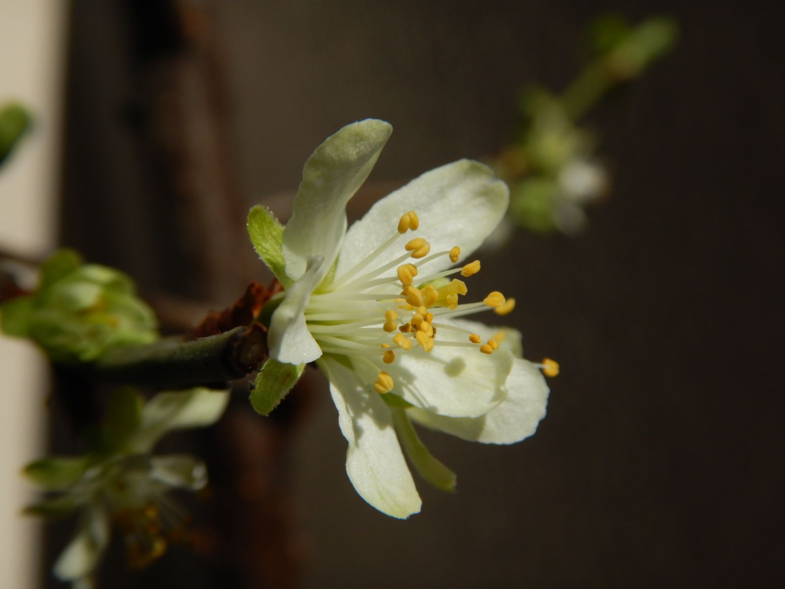 ベランダのプルーンの開花 山と川と花の記 楽天ブログ