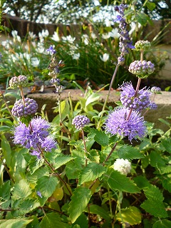 P1240162ss.jpg