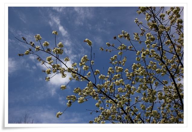 パーク獅子吼-13 鬱金-7 15.4.22