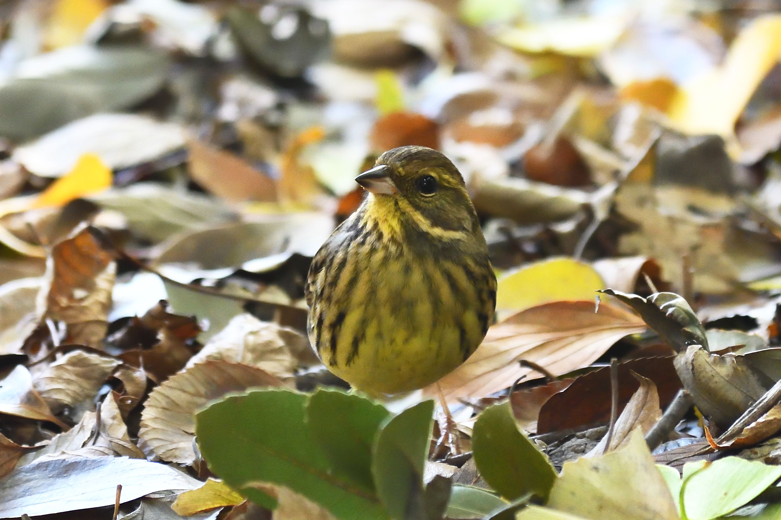 冬鳥 アオジ と留鳥 ヤマガラ シジュウカラ 京都御苑にて 野鳥との日常生活を綴る 楽天ブログ