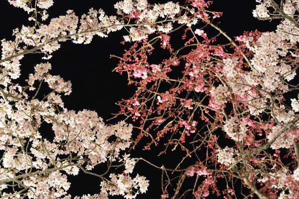 夜桜さくらの里