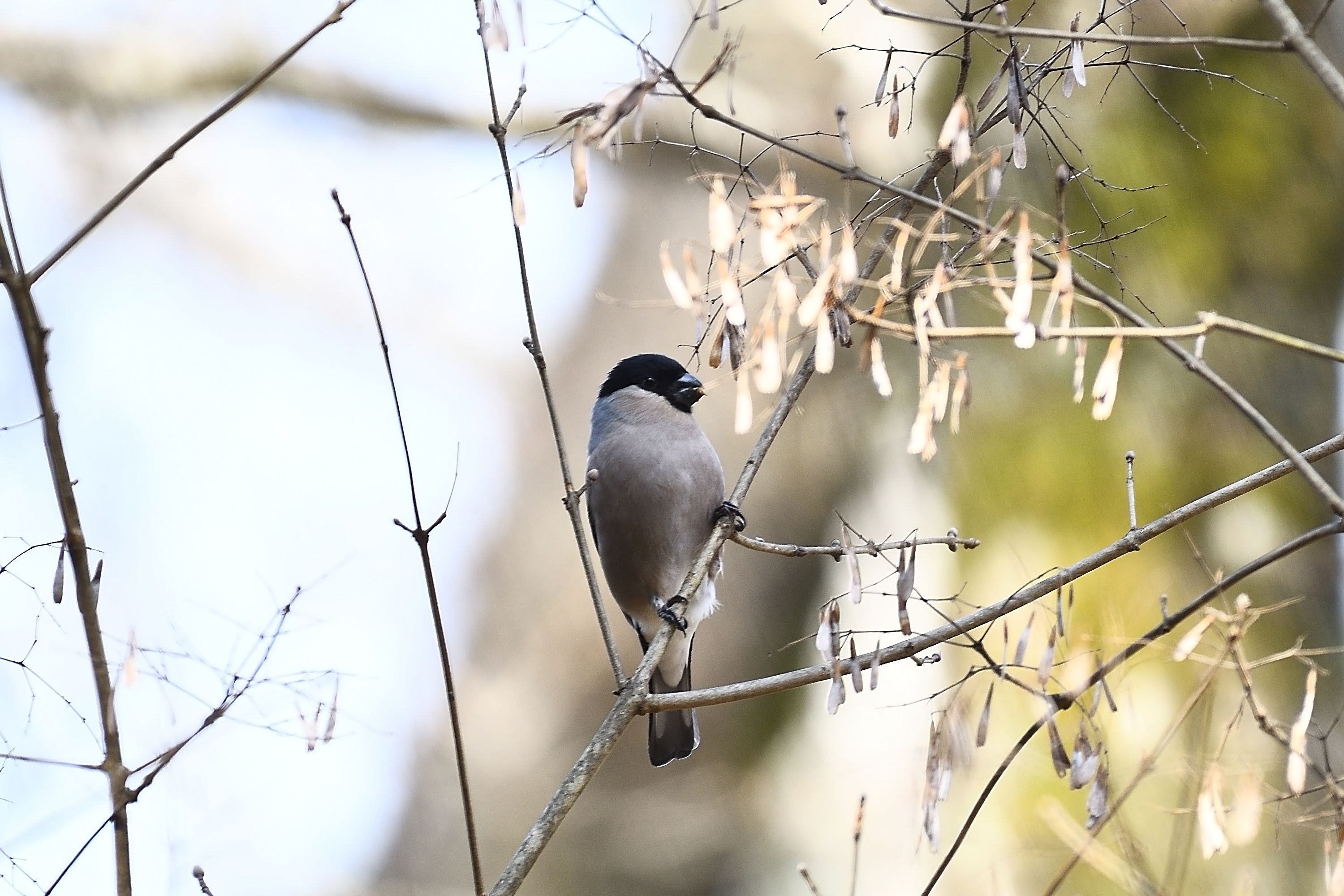 京都、都市公園の野鳥 その25 「ウソ」さん他 | 野鳥との日常生活を