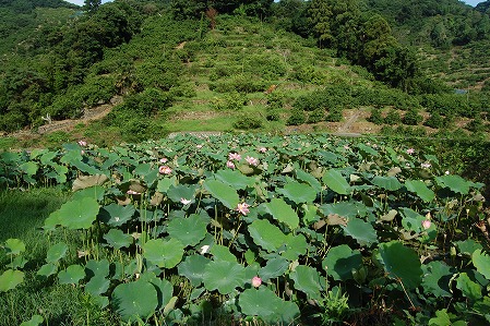 s-DSC_0357.jpg