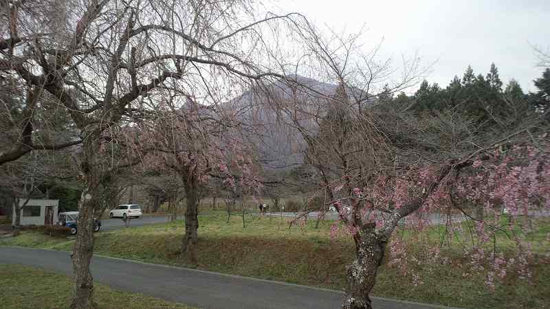 丘内のしだれ桜。