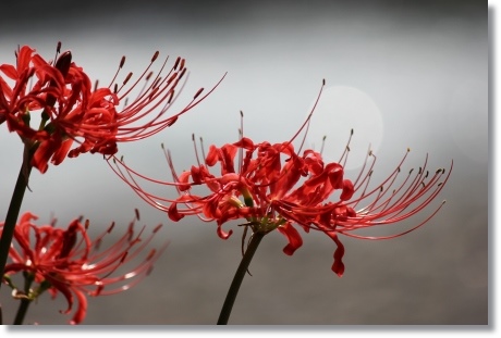 動橋川-3 ヒガンバナ-3 13.9.24