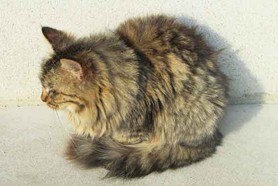 我が家のニャンコ♪2016/1/16-03