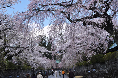 桜４