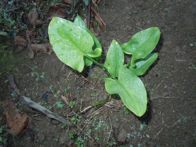DSCN4172.jpg