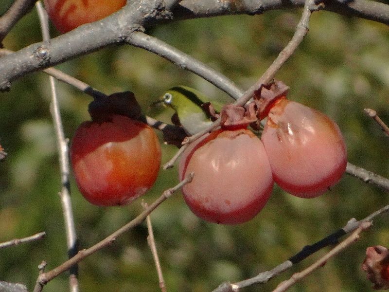 DSC08008 (800x600).jpg