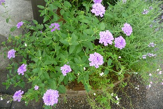 P1060003ss.jpg