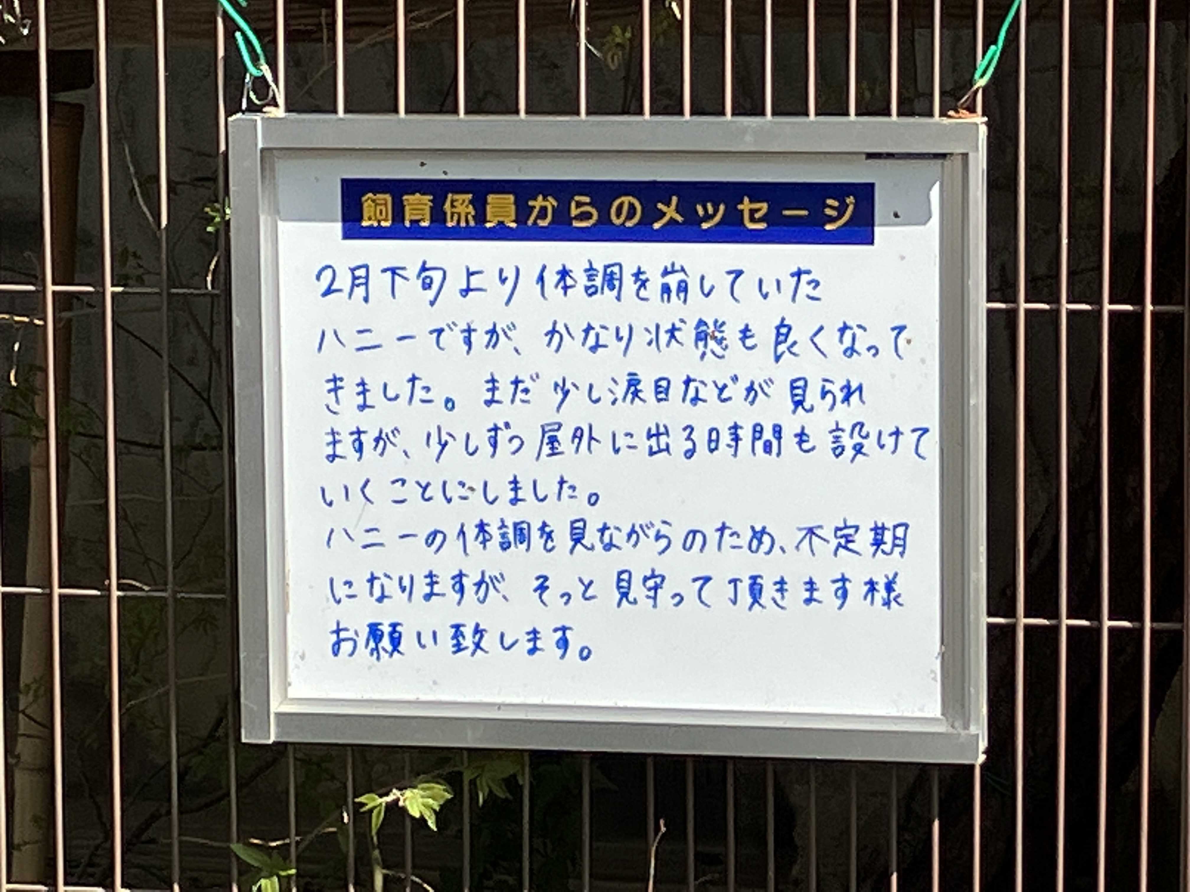 ハニーちゃん少しずつ展示復活 マヌルネコ | 今日は誰と会えるかな だいたい東山動植物園 - 楽天ブログ