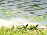 IMG_1582.JPG
