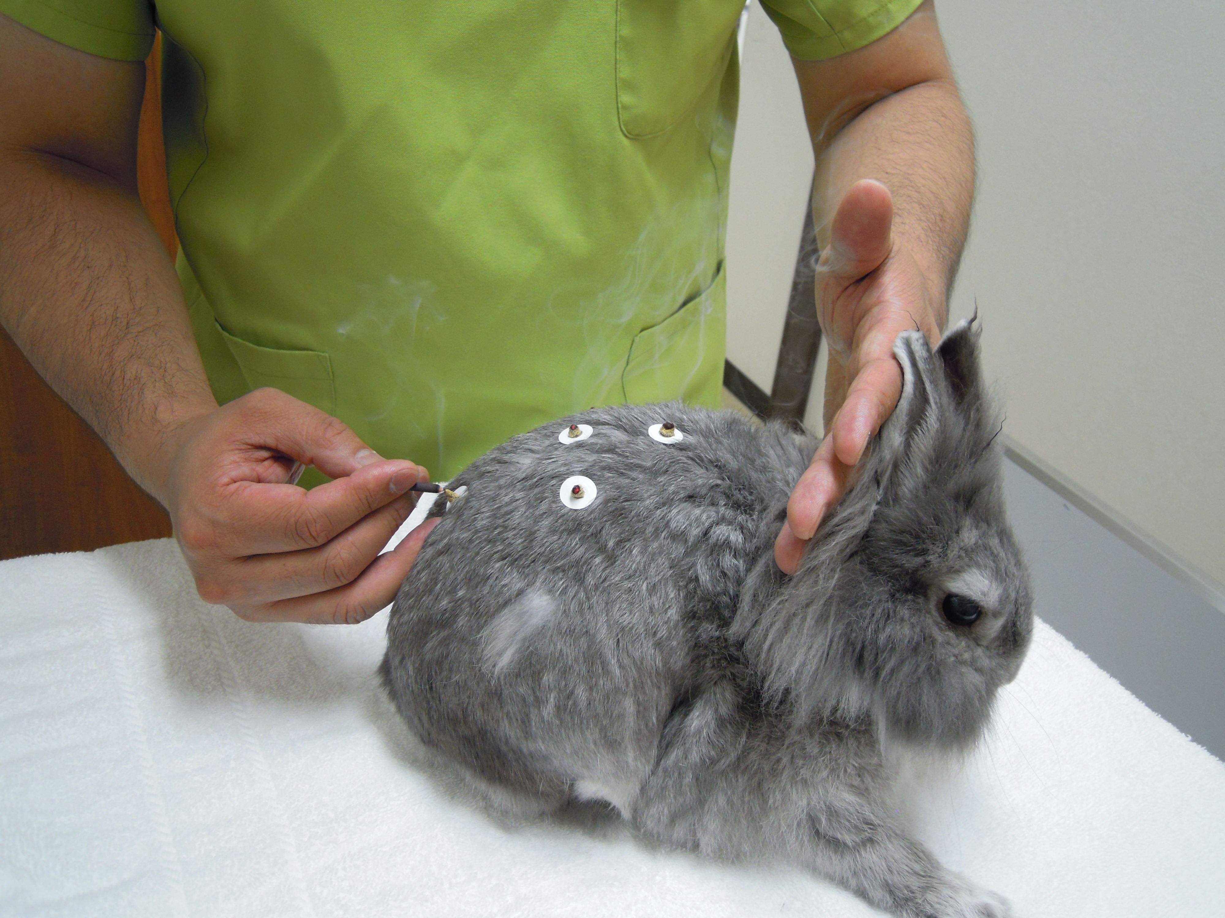 大きな腫瘍がある高齢うさぎですが 驚くほどに元気なのです ウサミンc 楽天ブログ