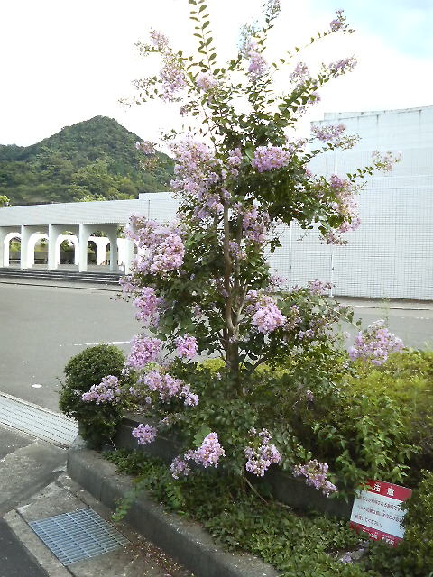 薄紫の花