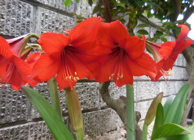 アマリリスの花 花と蕎麦とリハビリと 楽天ブログ