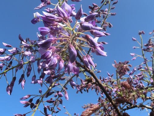 フジの花
