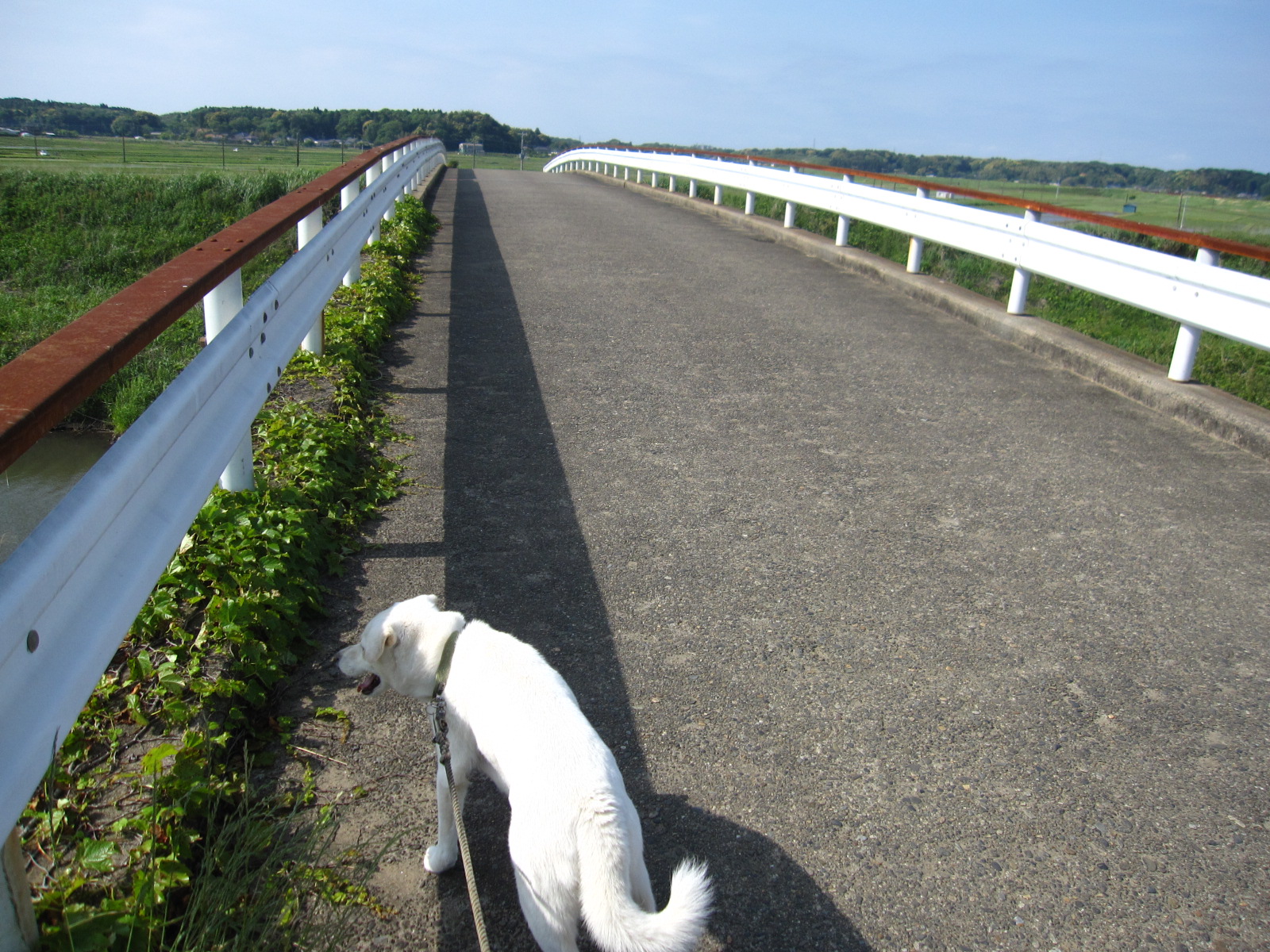 10ページ目の 犬散歩 ばくんと愛犬スパイク 楽天ブログ