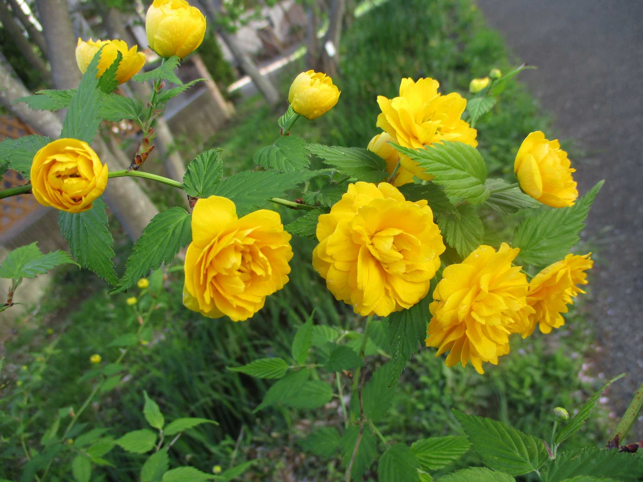晴　陶　句　読