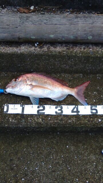 イワシ祭り | サメジの釣り暮らしⅡ - 楽天ブログ