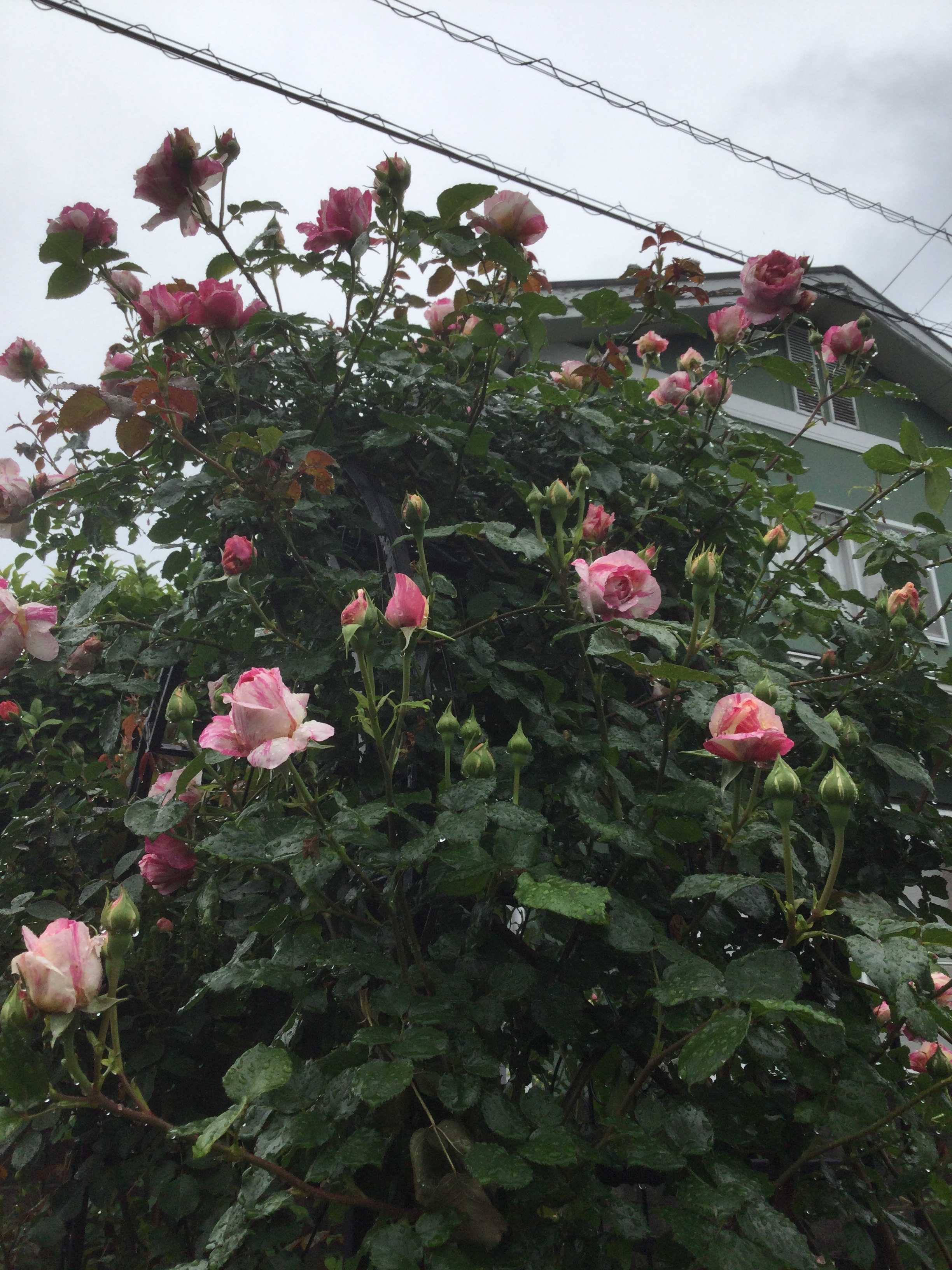 2番目のモンスター エドゥアールマネ 種まきパンジーがえっ ばらと猫とフラメンコ 楽天ブログ