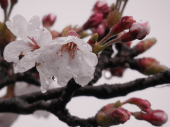 雨の桜　1　4.4　2014