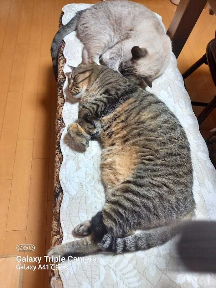 記事一覧 歌慧秋と猫の新生活日記 楽天ブログ
