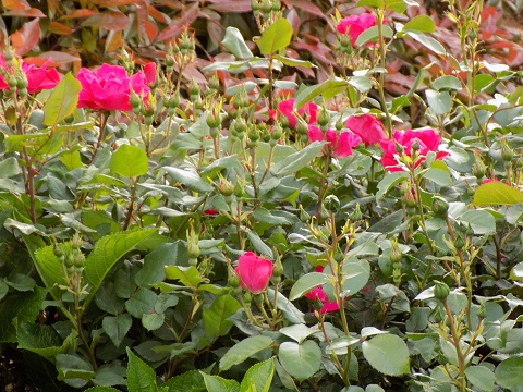 DSCN0181.JPG