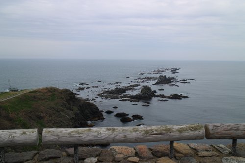 えりも岬でアザラシ