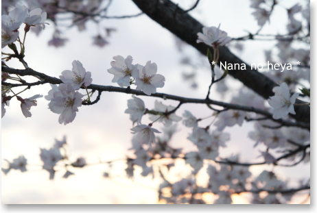 清州城　五条川　桜
