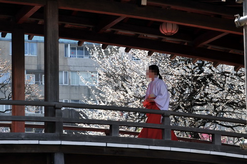 yushima_ume2013h.jpg