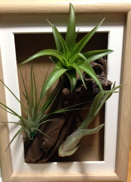 airplants