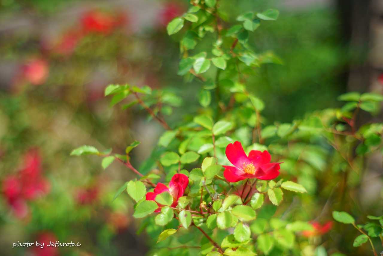 HEXANON 57mm F1.4」で「オールド感」を満喫 | ♡ With My Cobby