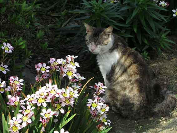我が家のニャンコ♪2016/4/26-2