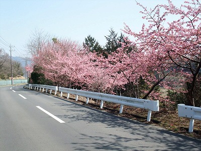 20130310桜